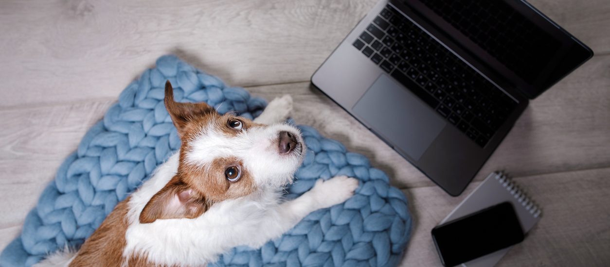 Photo shows dog sitting on a blue rug in front of a laptop