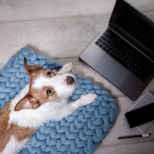 Photo shows dog sitting on a blue rug in front of a laptop
