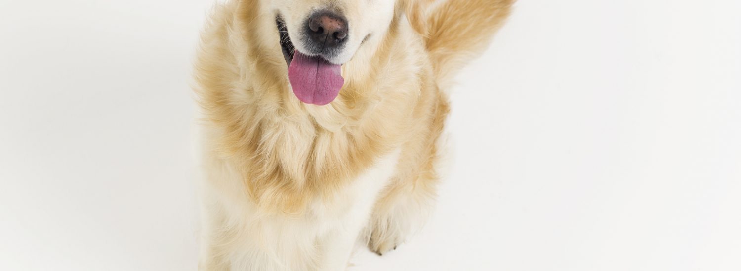 image in article about pet trade brands is a Golden Retriever portrait