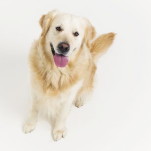 image in article about pet trade brands is a Golden Retriever portrait