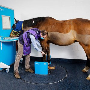 Imaging of the distal limb with Hallmarq’s new Standing Equine Leg CT