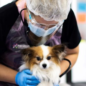 Hamilton Specialist Referrals prioritises career development for veterinary nurses