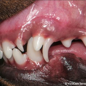 Retained puppy canine tooth