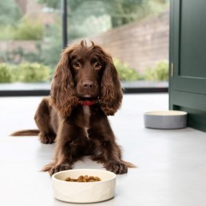 Link between nutrition and anxiety discovered in dogs
