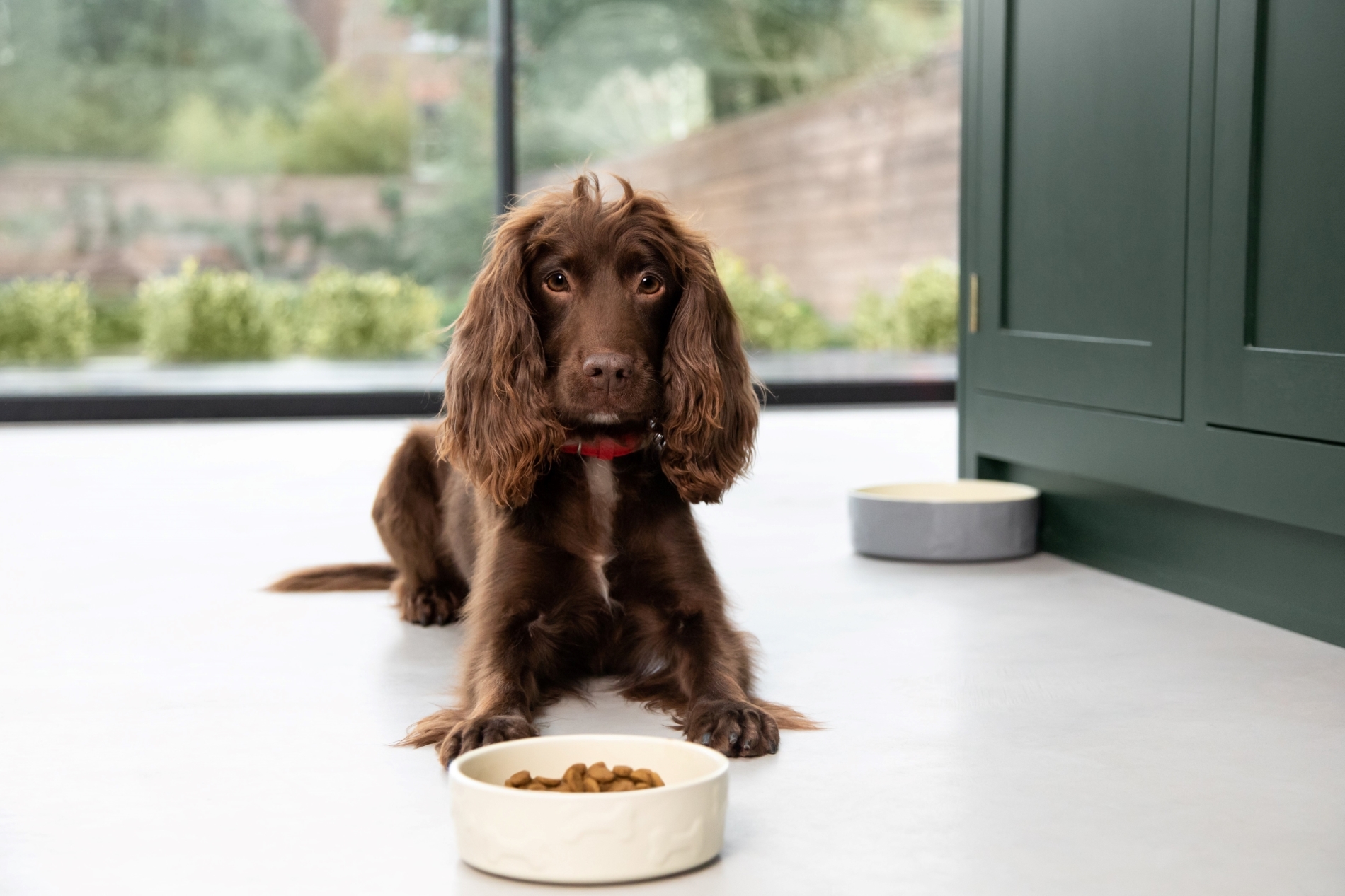 Link between nutrition and anxiety discovered in dogs - How To Reduce Anxiety In Dogs While Eating